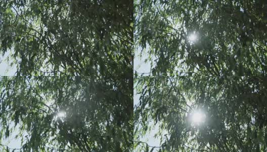 阳光透过的树枝高清在线视频素材下载