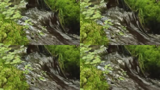 连绵不绝的清澈的森林溪流高清在线视频素材下载