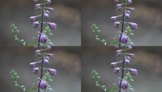 淡紫色的飞燕草在雨中绽放高清在线视频素材下载