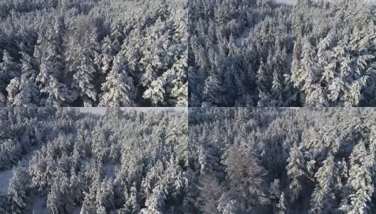 航拍冬雪针叶林的圣诞森林高清在线视频素材下载