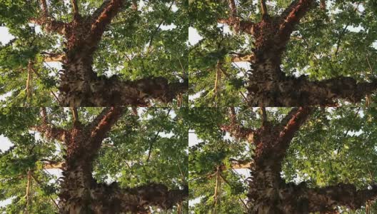 剥树皮的奇异怪物树高清在线视频素材下载