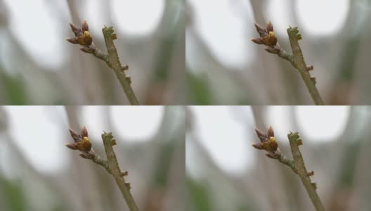 枝条上的花蕾高清在线视频素材下载