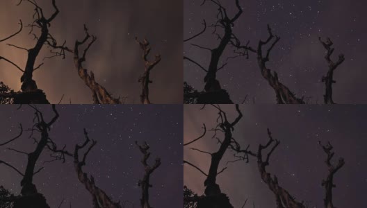 夜空中星星的时间流逝和树木的剪影高清在线视频素材下载