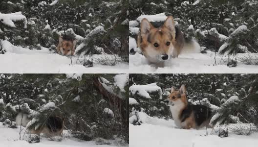 威尔士柯基犬彭布罗克在美丽的冬日森林里散步。高清在线视频素材下载