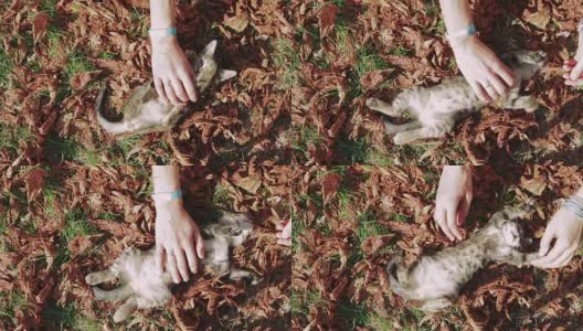 在秋天的公园里，一位女士的手抚摸着一只小猫。俯视图，慢动作。高清在线视频素材下载