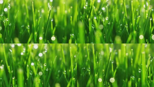 露珠在明亮的绿色草地上闪耀着太阳的光芒高清在线视频素材下载