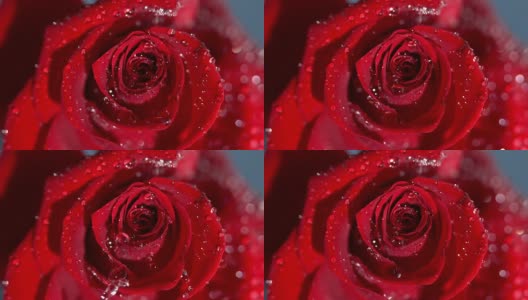 一个雨滴落在红玫瑰上的特写高清在线视频素材下载
