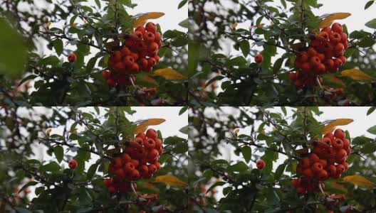 成熟的橙子在树枝上成串的浆果高清在线视频素材下载