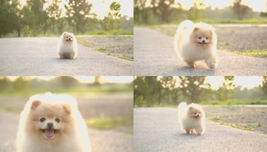 SLO MO -毛茸茸的博美犬奔跑高清在线视频素材下载