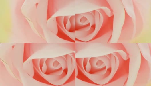 极端特写的粉红玫瑰(人造)-泛-非常详细的微距高清在线视频素材下载