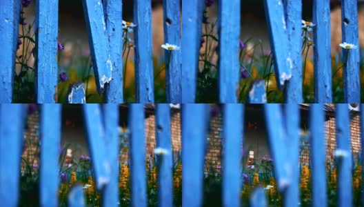 穿过一堵破旧的蓝色木栅栏和许多花朵，铁门高清在线视频素材下载