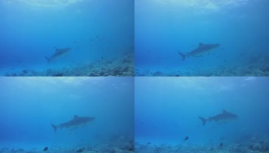 虎鲨在珊瑚礁底部的蓝色水中游泳-印度洋，福瓦穆拉岛，马尔代夫，亚洲高清在线视频素材下载