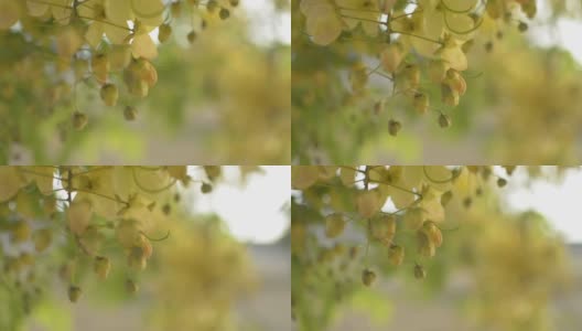 近距离观察印度金莲花或金雨花在夏天盛开在树上。一束热带黄花在树枝上摇曳。高清在线视频素材下载