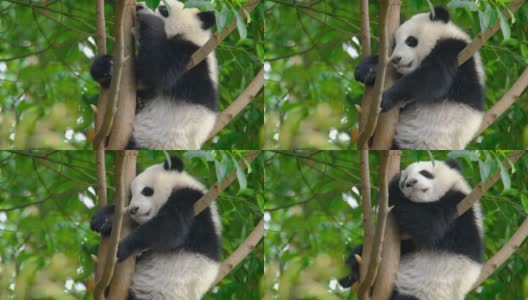树上的大熊猫幼崽高清在线视频素材下载