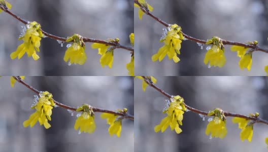 黄花上覆盖着一层雪高清在线视频素材下载