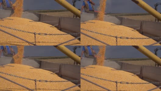 玉米收获-联合收割机卸载玉米谷物到拖拉机拖车高清在线视频素材下载