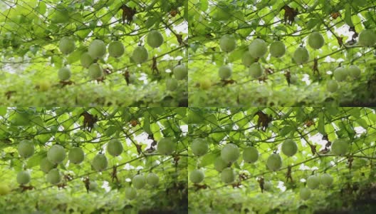 有机百香果种植在种植园的网眼天花板上高清在线视频素材下载