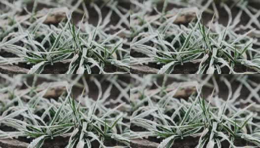 霜冻落在冬田的绿麦苗上高清在线视频素材下载