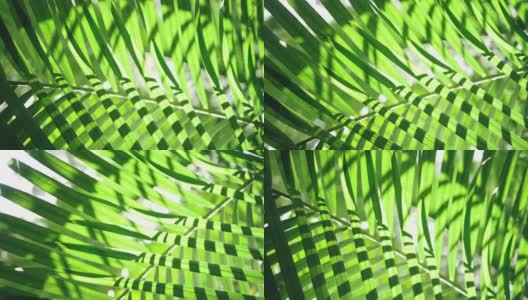 热带丛林的绿色棕榈叶随风摇曳，阳光闪耀，夏日的背景高清在线视频素材下载