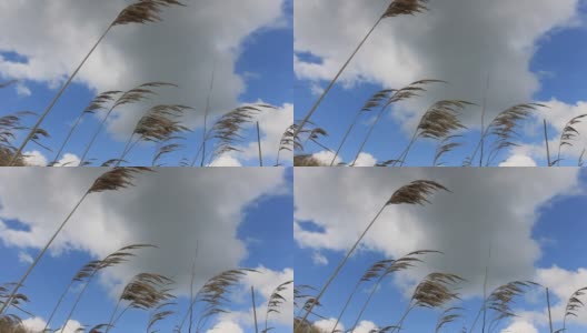 风中摇曳的芦苇。白云上的野草随风摇摆高清在线视频素材下载