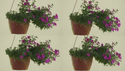 花盆里的紫花在风中摇曳。高清在线视频素材下载