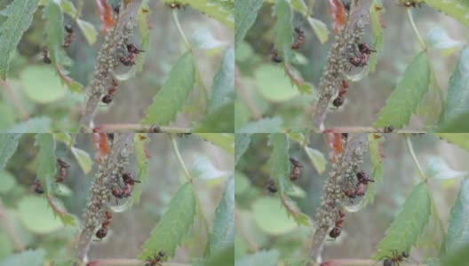 爱沙尼亚，小绿蝇在茎上爬行高清在线视频素材下载