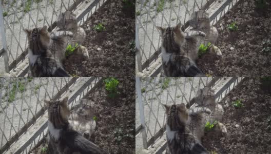 两只猫在花园里玩耍，在交配前进行爱的仪式高清在线视频素材下载