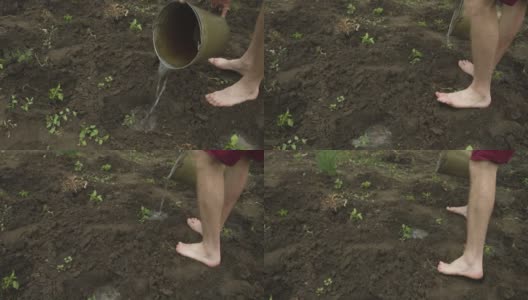 光着脚的男性农民从他的农场的桶里给刚种下的秧苗浇水高清在线视频素材下载