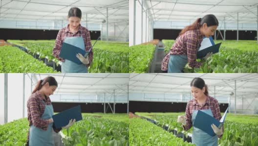 亚洲女农民在大棚农场检查有机水培菜园的数量和质量。有机蔬菜种植在水，农业业务。高清在线视频素材下载