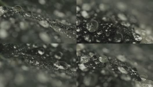 雨滴在热带树叶上的微距镜头，慢镜头滑块高清在线视频素材下载