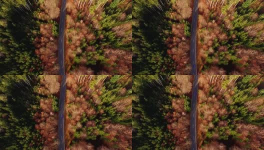 鸟瞰图:秋天巴伐利亚森林里的乡村道路高清在线视频素材下载