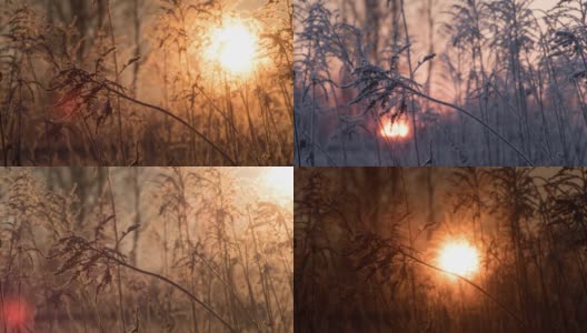 霜冻植物间的日出高清在线视频素材下载