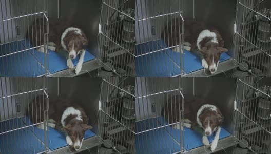 可怜的小狗在兽医那里高清在线视频素材下载