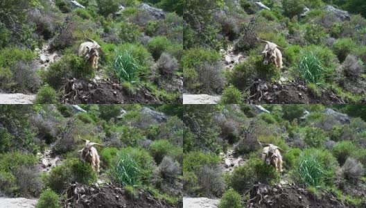 有角的山羊在科西嘉岛的山坡上吃东西高清在线视频素材下载