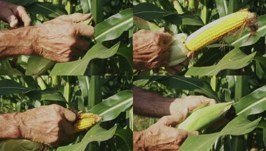 近距离观察农民脱壳，检查玉米收成，慢镜头高清在线视频素材下载