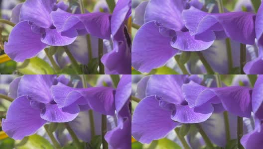 带露珠的三色堇紫色花朵高清在线视频素材下载