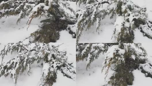 在暴风雪期间，柏树的树枝被雪覆盖高清在线视频素材下载