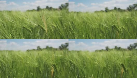 田间的幼绿小麦和小穗。慢动作高清在线视频素材下载