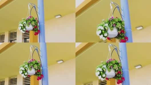 摄像机在装有长春花的白色花盆下移动高清在线视频素材下载