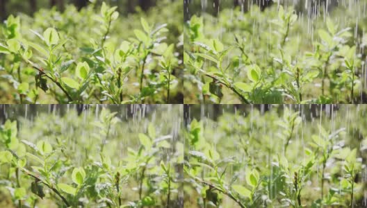 夏雨落在野花上，动作缓慢高清在线视频素材下载