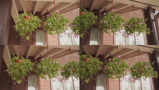 挂着粉色花朵的花盆悬挂在屋顶上，在风中摇摆。高清在线视频素材下载