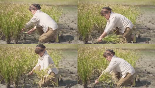 女人收割水稻高清在线视频素材下载