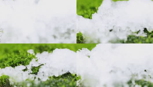 树林里的春天。融化的雪。融化的雪露出下面的绿色苔藓高清在线视频素材下载