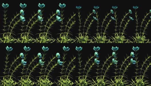 野生花卉植物花卉3D渲染高清在线视频素材下载