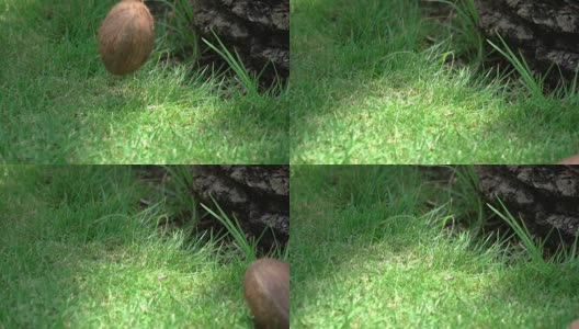 椰子掉在草地上的慢镜头高清在线视频素材下载