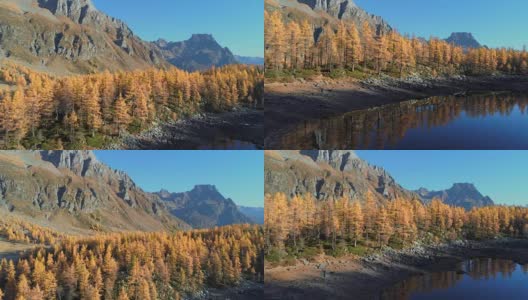 在阳光明媚的秋天，飞越高山峡谷湖泊，发现橙色的落叶松森林峡谷。阿尔卑斯山户外丰富多彩的自然景观，山野秋实的建立。4k无人机飞行建立高清在线视频素材下载