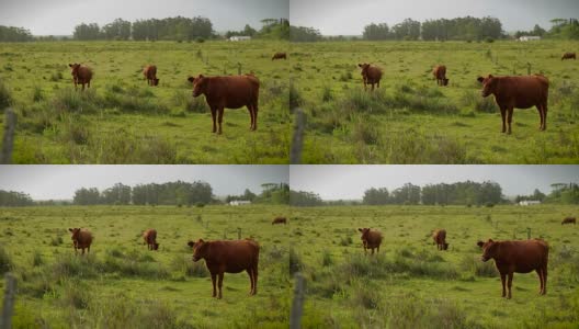 农业领域的有机牛。非工业化养殖高清在线视频素材下载