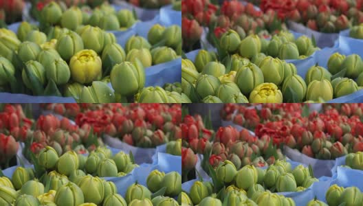 在欧洲花卉市场出售不同颜色的郁金香高清在线视频素材下载