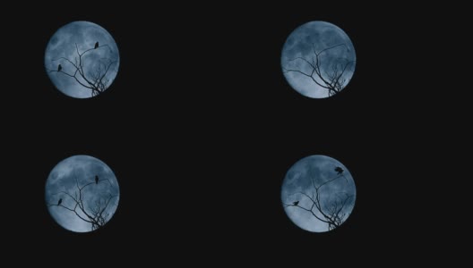 鸟儿在大月亮面前从树上飞下来高清在线视频素材下载
