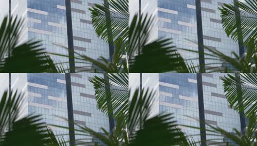 近:沙沙作响的棕榈树叶子挡住了高层办公楼的视线高清在线视频素材下载